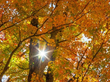 Picture of USA-NEW ENGLAND-VERMONT AUTUMN LOOKING UP INTO SUGAR MAPLE TREES WITH STAR BURST