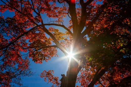 Picture of USA-NEW ENGLAND-VERMONT AUTUMN LOOKING UP INTO SUGAR MAPLE TREES WITH STAR BURST