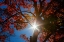 Picture of USA-NEW ENGLAND-VERMONT AUTUMN LOOKING UP INTO SUGAR MAPLE TREES WITH STAR BURST
