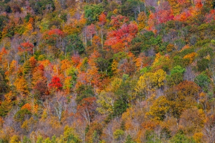 Picture of USA-NEW ENGLAND-VERMONT-PLYMOUTH-FALL COLORS ON HILLSIDE