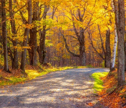 Picture of USA-NEW ENGLAND-VERMONT TREE-LINED GRAVEL ROAD WITH SUGAR MAPLE IN AUTUMN
