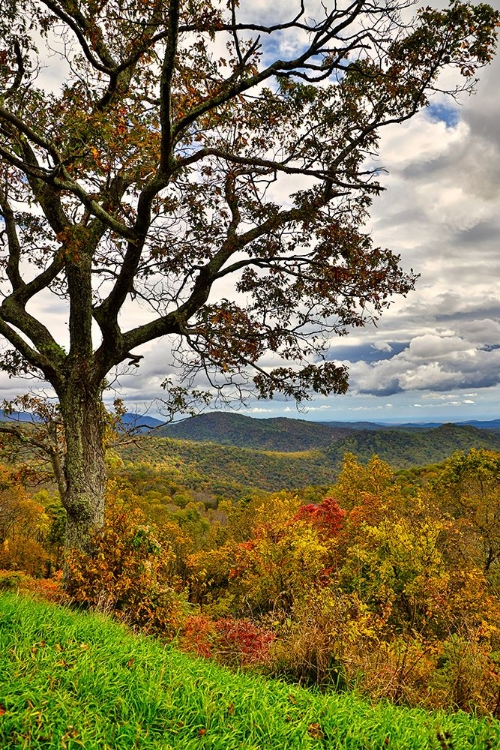 Picture of USA-VIRGINIA-SHENANDOAH NATIONAL PARK-FALL COLOR