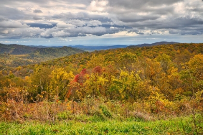 Picture of USA-VIRGINIA-SHENANDOAH NATIONAL PARK-FALL COLOR