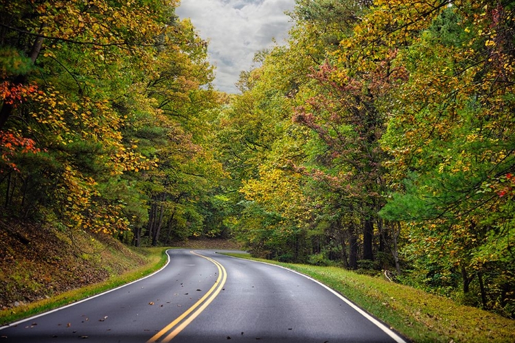 Picture of USA-VIRGINIA-SHENANDOAH NATIONAL PARK-FALL COLOR ALONG SKYLINE DRIVE