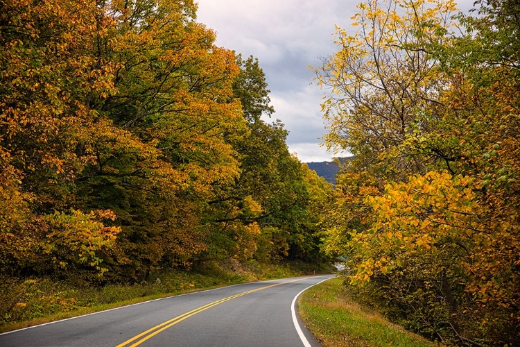 Picture of USA-VIRGINIA-SHENANDOAH NATIONAL PARK-FALL COLOR ALONG SKYLINE DRIVE