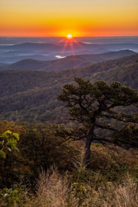 Picture of USA-VIRGINIA-SHENANDOAH NATIONAL PARK-SUNRISE ALONG SKYLINE DRIVE IN THE FALL