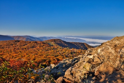 Picture of USA-VIRGINIA-SHENANDOAH NATIONAL PARK-FALL COLOR IN THE PARK