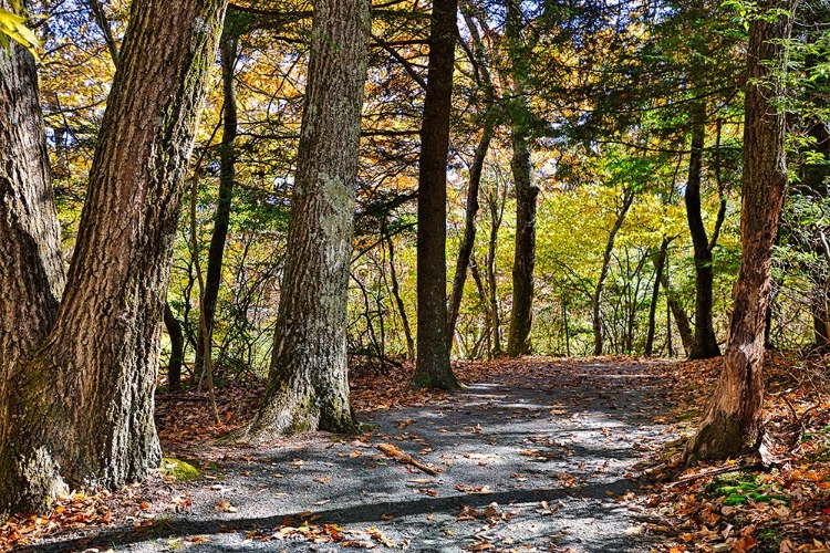 Picture of USA-VIRGINIA-SHENANDOAH NATIONAL PARK-FALL COLOR IN THE PARK