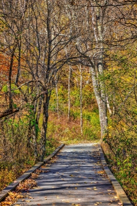 Picture of USA-VIRGINIA-SHENANDOAH NATIONAL PARK-FALL COLOR IN THE PARK