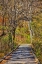 Picture of USA-VIRGINIA-SHENANDOAH NATIONAL PARK-FALL COLOR IN THE PARK