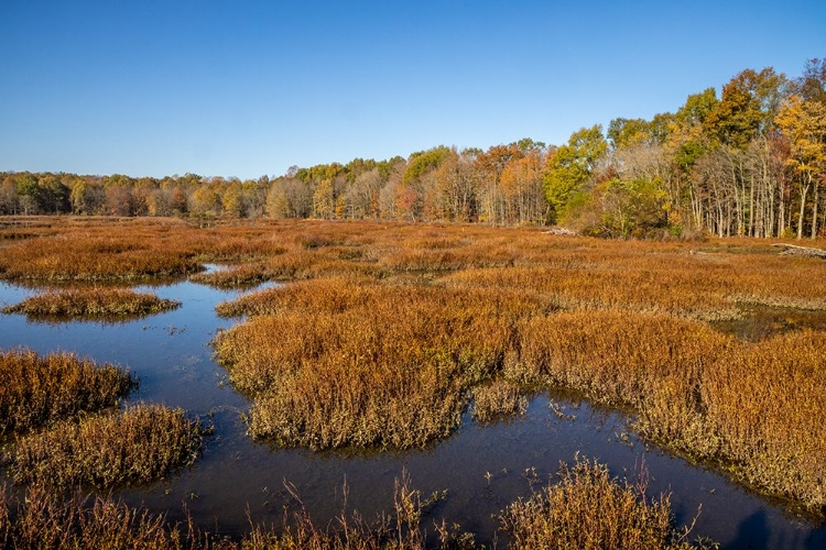 Picture of USA-VIRGINIA-ALEXANDRIA-HUNTLEY MEADOWS PARK AND FALL COLOR