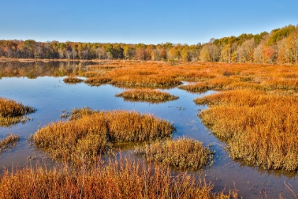 Picture of USA-VIRGINIA-ALEXANDRIA-HUNTLEY MEADOWS PARK AND FALL COLOR