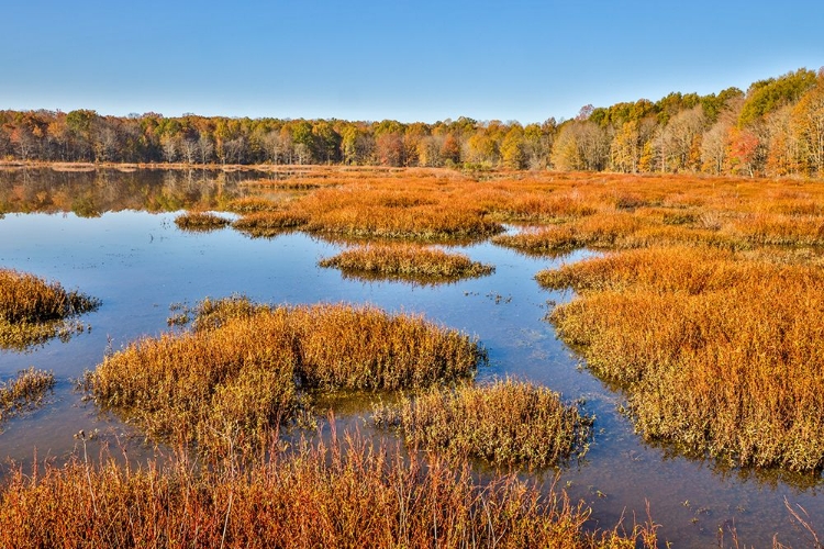 Picture of USA-VIRGINIA-ALEXANDRIA-HUNTLEY MEADOWS PARK AND FALL COLOR
