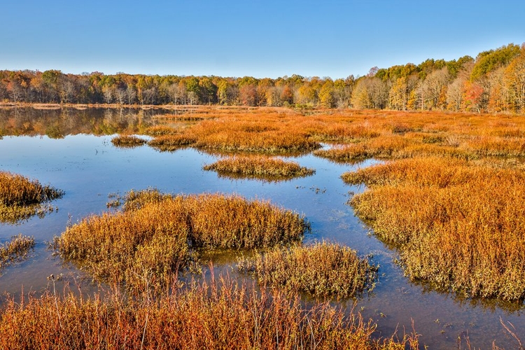 Picture of USA-VIRGINIA-ALEXANDRIA-HUNTLEY MEADOWS PARK AND FALL COLOR