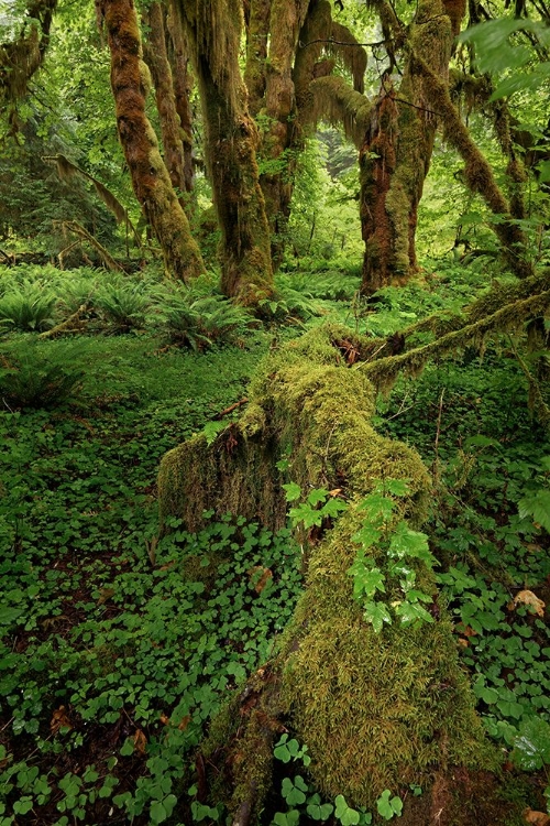 Picture of BIG LEAF MAPLE TREE DRAPED WITH CLUB MOSS-HOH RAINFOREST-OLYMPIC NATIONAL PARK-WASHINGTON STATE