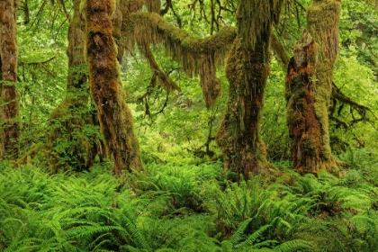 Picture of BIG LEAF MAPLE TREE DRAPED WITH CLUB MOSS-HOH RAINFOREST-OLYMPIC NATIONAL PARK-WASHINGTON STATE