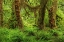 Picture of BIG LEAF MAPLE TREE DRAPED WITH CLUB MOSS-HOH RAINFOREST-OLYMPIC NATIONAL PARK-WASHINGTON STATE