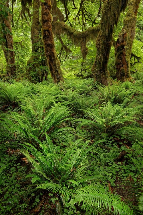 Picture of BIG LEAF MAPLE TREE DRAPED WITH CLUB MOSS-HOH RAINFOREST-OLYMPIC NATIONAL PARK-WASHINGTON STATE