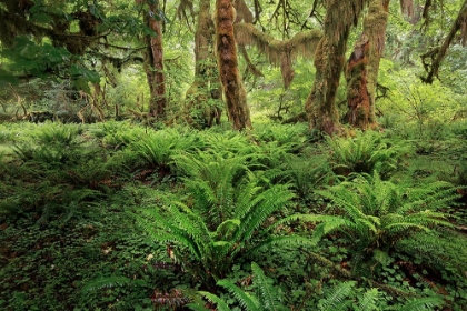 Picture of FERNS AND BIG LEAF MAPLE TREE DRAPED WITH CLUB MOSS-HOH RAINFOREST-OLYMPIC NATIONAL PARK
