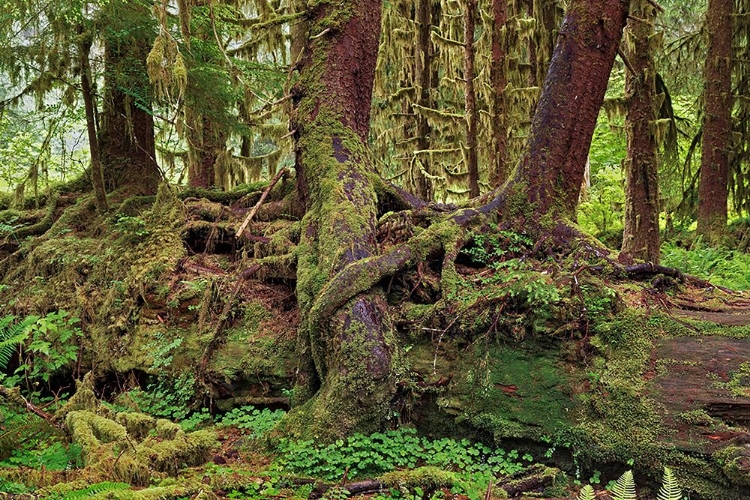 Picture of NURSE LOG AND BIG LEAF MAPLE TREE DRAPED WITH CLUB MOSS-HOH RAINFOREST-OLYMPIC NATIONAL PARK