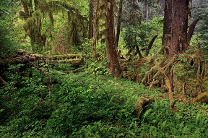Picture of NURSE LOG AND BIG LEAF MAPLE TREE DRAPED WITH CLUB MOSS-HOH RAINFOREST-OLYMPIC NATIONAL PARK