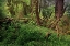 Picture of NURSE LOG AND BIG LEAF MAPLE TREE DRAPED WITH CLUB MOSS-HOH RAINFOREST-OLYMPIC NATIONAL PARK
