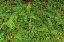 Picture of FERNS AND SORREL ON FOREST FLOOR-HOH RAINFOREST-OLYMPIC NATIONAL PARK-WASHINGTON STATE