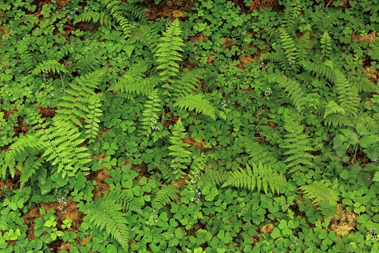 Picture of FERNS AND SORREL ON FOREST FLOOR-HOH RAINFOREST-OLYMPIC NATIONAL PARK-WASHINGTON STATE