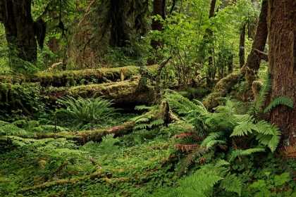 Picture of BIG LEAF MAPLE TREE DRAPED WITH CLUB MOSS-HOH RAINFOREST-OLYMPIC NATIONAL PARK-WASHINGTON STATE