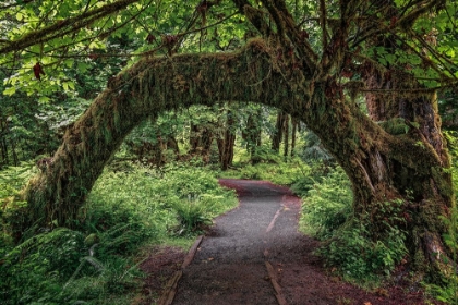 Picture of FOOTPATH THROUGH FOREST DRAPED WITH CLUB MOSS-HOH RAINFOREST-OLYMPIC NATIONAL PARK-WASHINGTON STATE