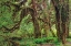 Picture of BIG LEAF MAPLE TREE DRAPED WITH CLUB MOSS-HOH RAINFOREST-OLYMPIC NATIONAL PARK-WASHINGTON STATE