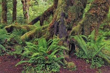 Picture of BIG LEAF MAPLE TREE DRAPED WITH CLUB MOSS-HOH RAINFOREST-OLYMPIC NATIONAL PARK-WASHINGTON STATE