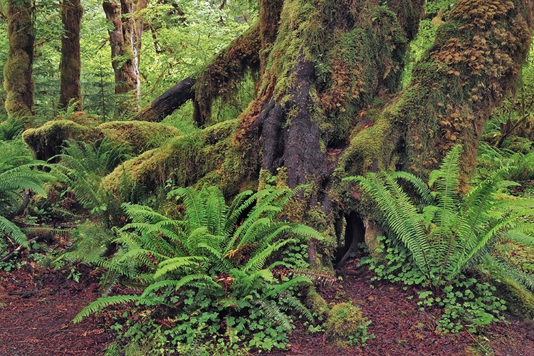 Picture of BIG LEAF MAPLE TREE DRAPED WITH CLUB MOSS-HOH RAINFOREST-OLYMPIC NATIONAL PARK-WASHINGTON STATE