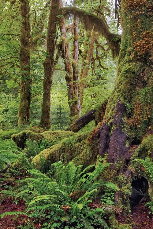 Picture of FERNS AND BIG LEAF MAPLE TREE DRAPED WITH CLUB MOSS-HOH RAINFOREST-OLYMPIC NATIONAL PARK