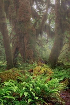 Picture of BIG LEAF MAPLE TREE DRAPED WITH CLUB MOSS-HOH RAINFOREST-OLYMPIC NATIONAL PARK-WASHINGTON STATE