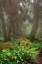 Picture of BIG LEAF MAPLE TREE DRAPED WITH CLUB MOSS-HOH RAINFOREST-OLYMPIC NATIONAL PARK-WASHINGTON STATE