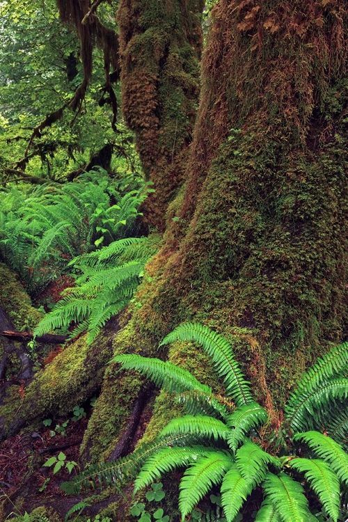 Picture of BIG LEAF MAPLE TREE DRAPED WITH CLUB MOSS-HOH RAINFOREST-OLYMPIC NATIONAL PARK-WASHINGTON STATE