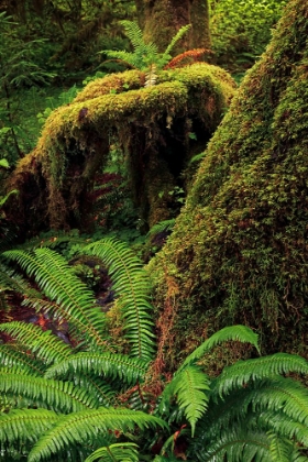 Picture of FERNS AND BIG LEAF MAPLE TREE DRAPED WITH CLUB MOSS-HOH RAINFOREST-OLYMPIC NATIONAL PARK