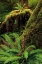 Picture of FERNS AND BIG LEAF MAPLE TREE DRAPED WITH CLUB MOSS-HOH RAINFOREST-OLYMPIC NATIONAL PARK