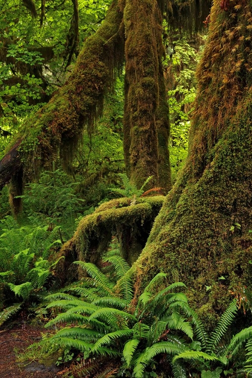 Picture of FERNS AND BIG LEAF MAPLE TREE DRAPED WITH CLUB MOSS-HOH RAINFOREST-OLYMPIC NATIONAL PARK