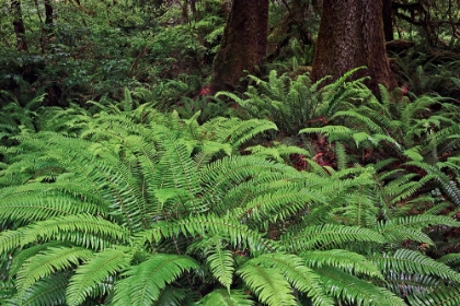Picture of FERNS-HOH RAINFOREST-OLYMPIC NATIONAL PARK-WASHINGTON STATE