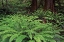 Picture of FERNS-HOH RAINFOREST-OLYMPIC NATIONAL PARK-WASHINGTON STATE
