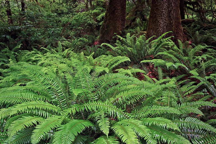 Picture of FERNS-HOH RAINFOREST-OLYMPIC NATIONAL PARK-WASHINGTON STATE