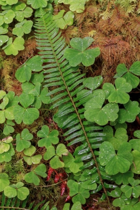 Picture of FERNS AND SORREL ON FOREST FLOOR-HOH RAINFOREST-OLYMPIC NATIONAL PARK-WASHINGTON STATE