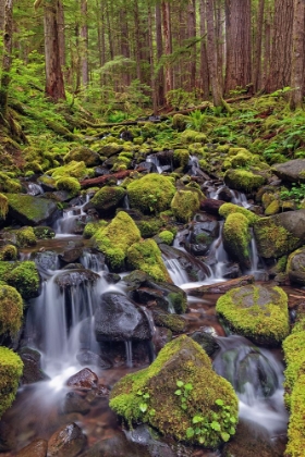 Picture of SMALL STREAM CASCADING THROUGH MOSS COVERED ROCKS-HOH RAINFOREST-OLYMPIC NATIONAL PARK