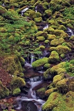 Picture of SMALL STREAM CASCADING THROUGH MOSS COVERED ROCKS-HOH RAINFOREST-OLYMPIC NATIONAL PARK