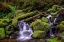 Picture of SMALL STREAM CASCADING THROUGH MOSS COVERED ROCKS-HOH RAINFOREST-OLYMPIC NATIONAL PARK