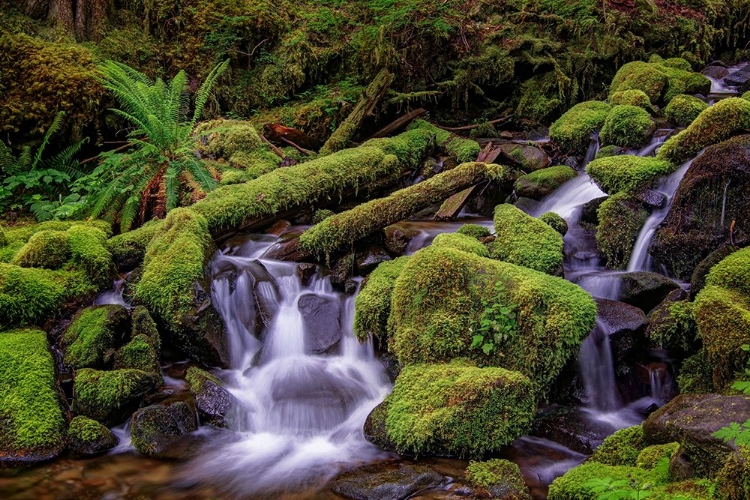 Picture of SMALL STREAM CASCADING THROUGH MOSS COVERED ROCKS-HOH RAINFOREST-OLYMPIC NATIONAL PARK