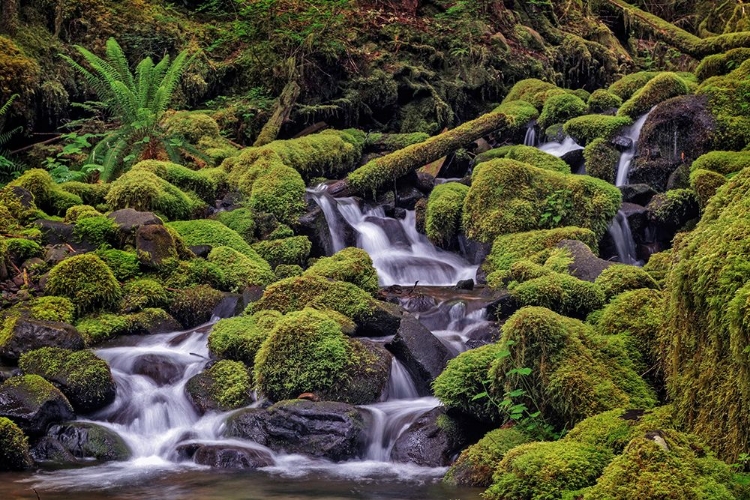 Picture of SMALL STREAM CASCADING THROUGH MOSS COVERED ROCKS-HOH RAINFOREST-OLYMPIC NATIONAL PARK