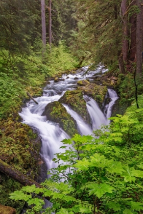Picture of SOL DUC RIVER AND FALLS-OLYMPIC NATIONAL PARK-WASHINGTON STATE